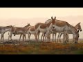 The Khur of Kutch: The Indian Wild Ass and its Last Home