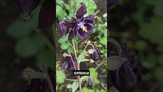 ОРЛИКИ ЧЁРНЫЕ, Водосбор, Аквилегия. #орлики