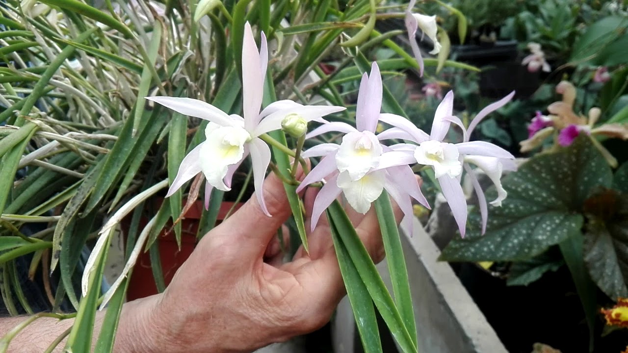 Orchideria di Morosolo, fioriture di inizio giugno