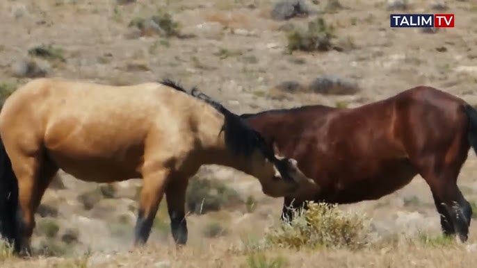 Қара адам әйелі мен күйеуін трахает