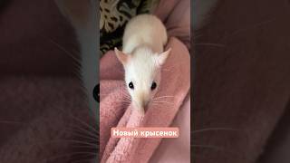 Новый крысенок! Как вам? 🐁❤️‍🔥🌸 #животные #крысы #крыса