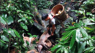 I saw an unlucky wild boar while looking for food. 1 Year Alone Living Off-Grid in Forest