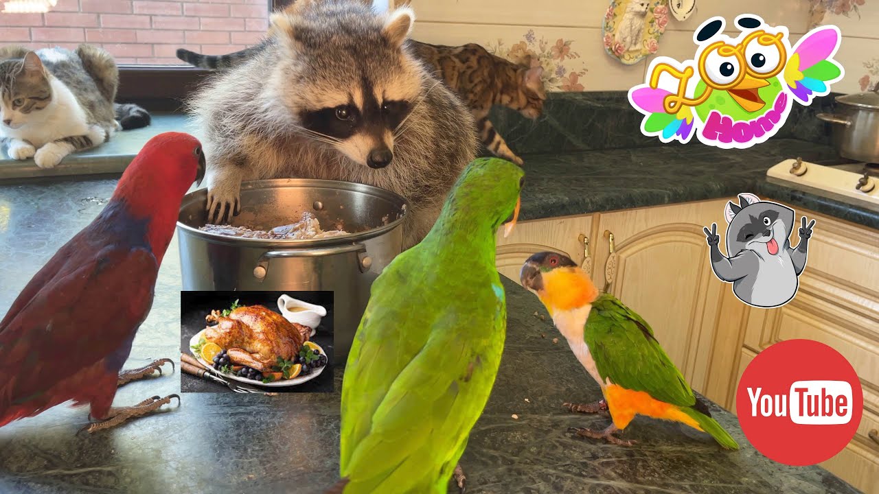 Senior Racoon The senior raccoon in the kitchen, Marcel, says, guys, let’s live ...