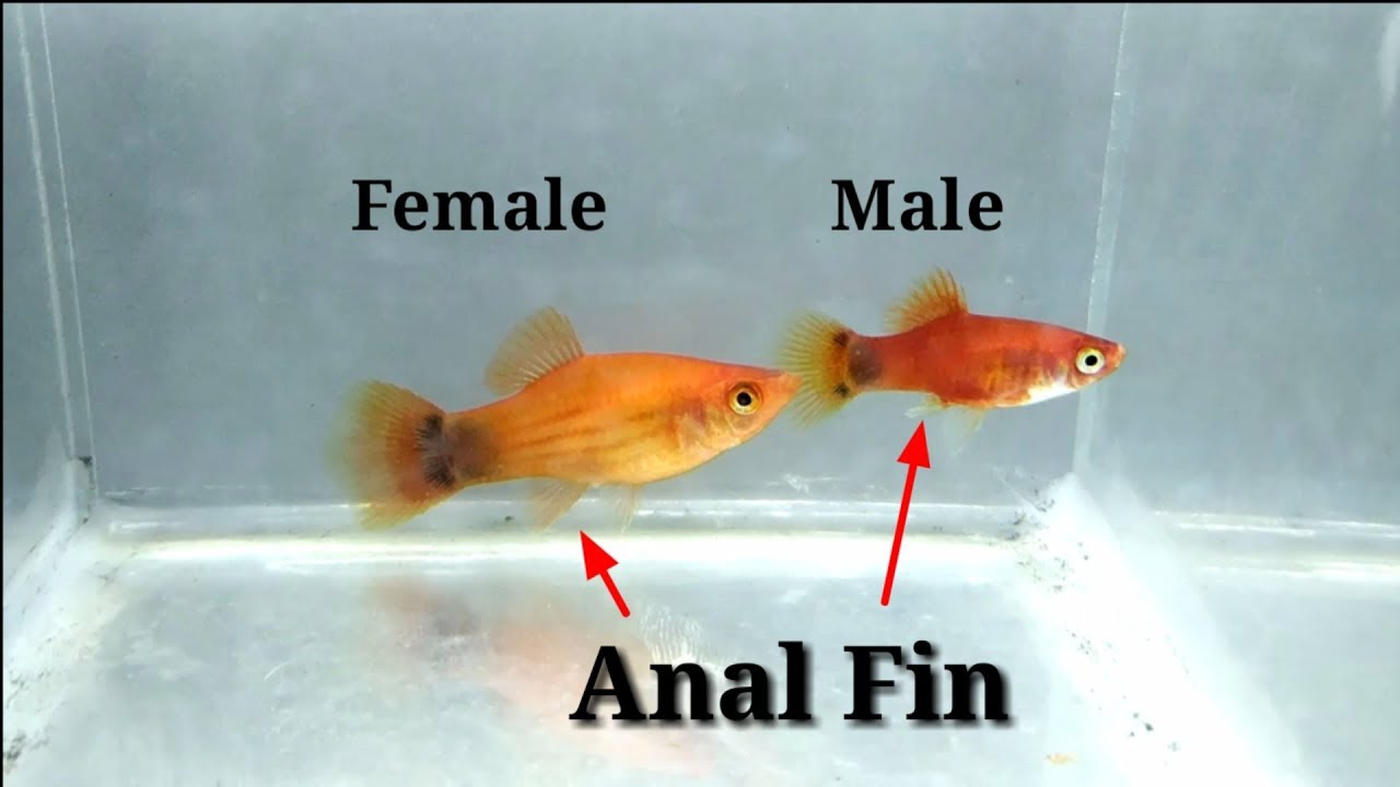 In this video, I will show you about How To Identify Male And Female Platy ...