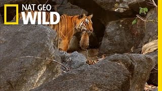 Tiger Cub Escape | Secret Life of Tigers