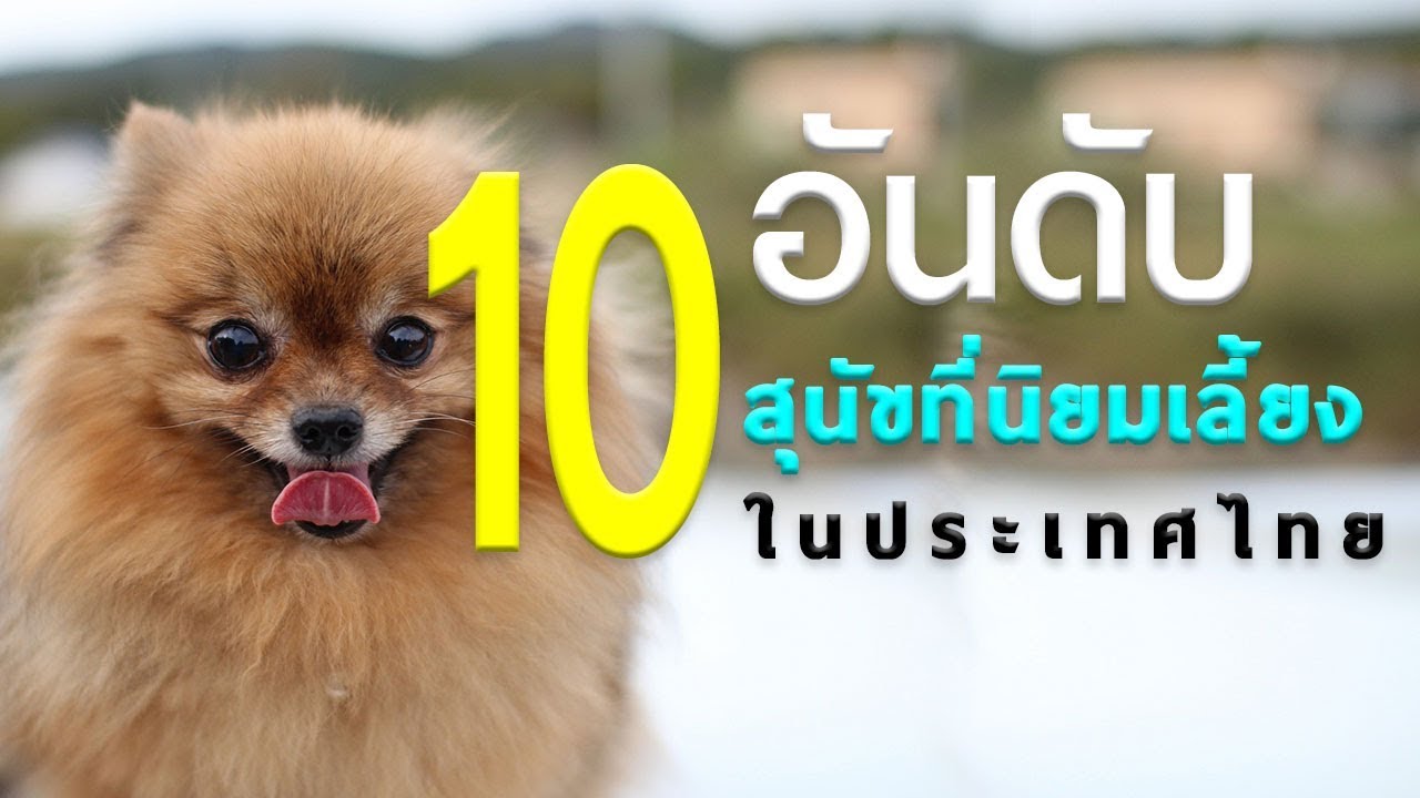 หมาพันธุ์น่ารัก  New Update  10 อันดับ สุนัข ที่ นิยม เลี้ยงในไทย