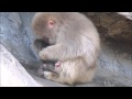 サル山：2014赤ちゃんオールスターズ「生まれてから今日まで」（ニホンザル）＠上野動物園