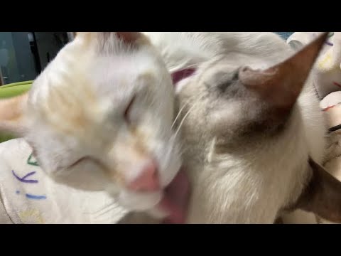 ASMR 3d Mic Cats Grooming Licking Each Other