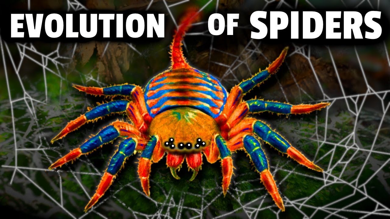 Spiders Invention The Evolution of Spiders (That We Know Of) - YouTube