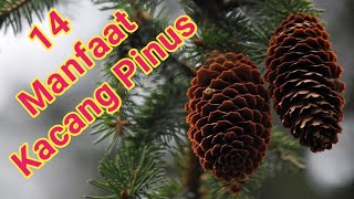 14 Manfaat Kacang Pinus