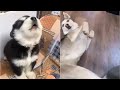 Wholesome huskies ep6 i funny and cute huskies