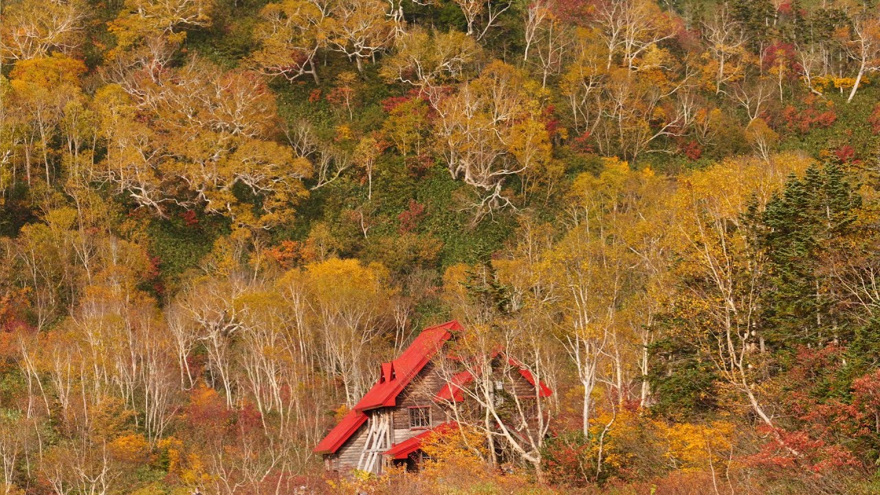 栂池自然園　紅葉真盛り　2025.10.12　長野県小谷村