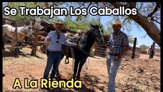 Aquí Se Trabajan Los Caballos A La Rienda.🐴🐎