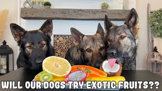 My 3 German Shepherds Review Exotic Fruits