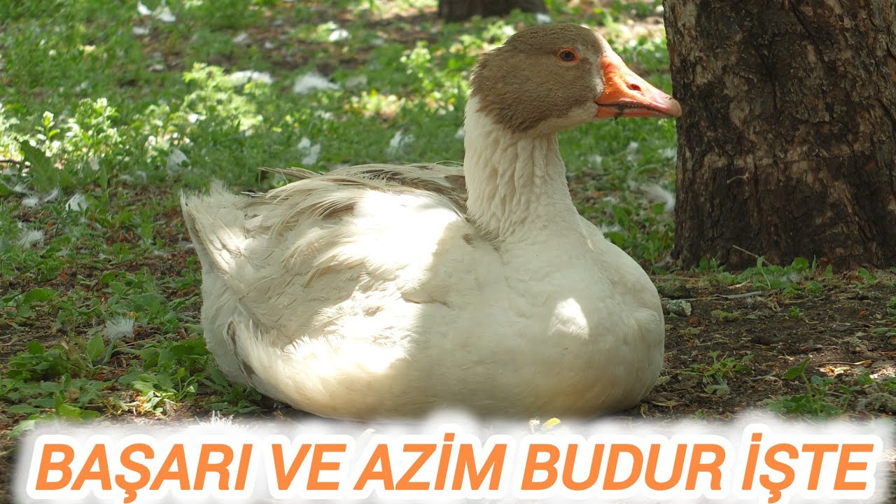 14 yerli kaz ile kurduğum büyük damızlık sürüsü / Coğrafi koşulların kazlara yem tüketim etkisi