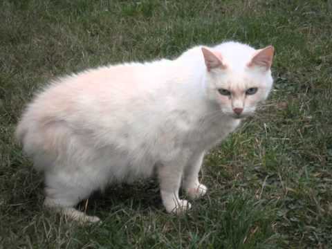 Chat Blanc Sans Queue Youtube Chat Blanc Sans Queue Youtube