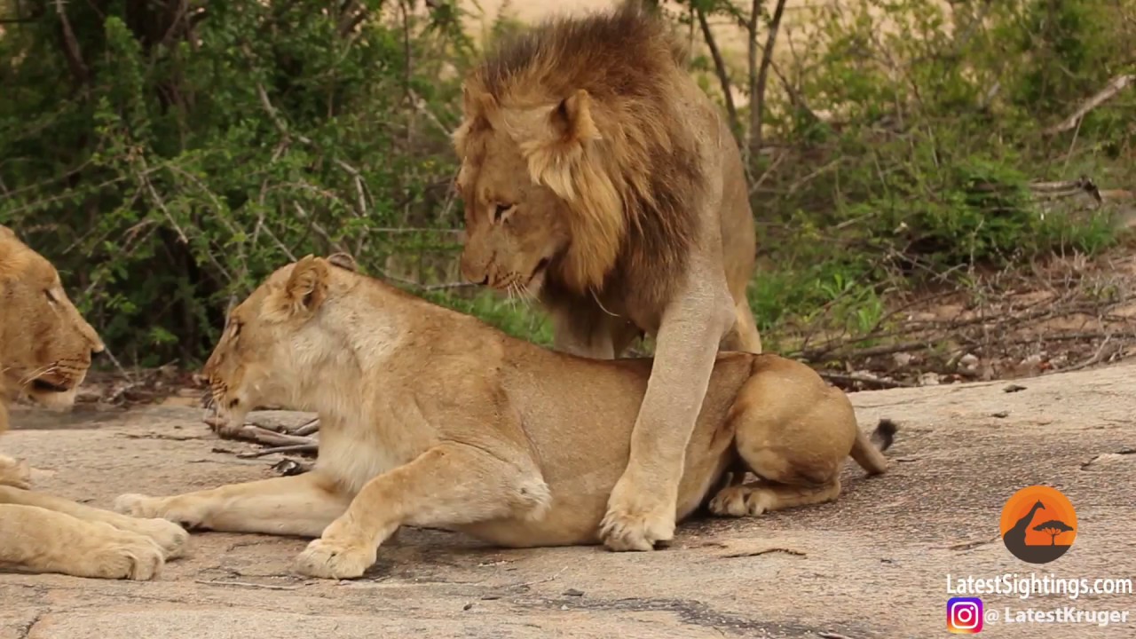 Lions Mating Images Stock Photos Vectors Shutterstock [ 280 x 462 Pixel ]