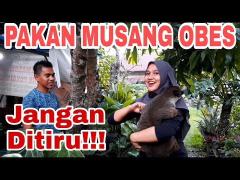 RAHASIA MAKANAN MUSANG SUPAYA GEMUK DAN OBES