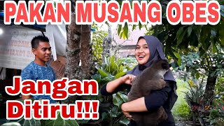 RAHASIA MAKANAN MUSANG SUPAYA GEMUK DAN OBES