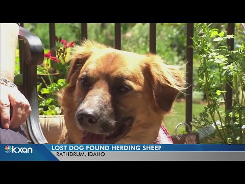 Lost dog found herding sheep after car crash