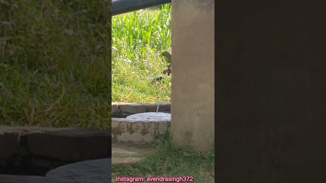 Parrot drinking water from Tap