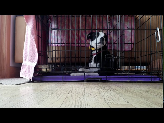 shock collar separation anxiety