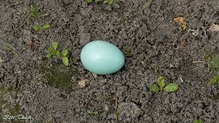 Яйце шпака / European Starling egg