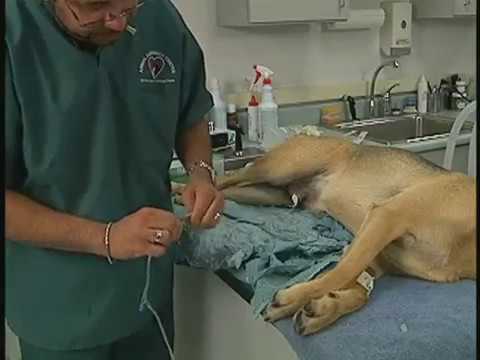 MALE CANINE AND FELINE URINARY CATHETER CPE