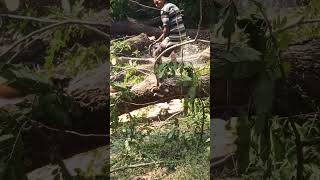 Amazing Fastest Skill Cutting Big Tree Machines Ll Tree Cutting Machine Ll Gas ...