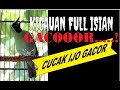Suara Cucak Ijo Gacor Full Isian Bikin Yang Lain Emosi Mp3 - Mp4 Download