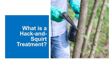 What is a Hack-and-Squirt Treatment?