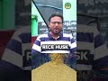 Rice huskbusiness #RiceHuskBusiness #RiceHuskIndustry #AgriculturalWaste #WasteToValue