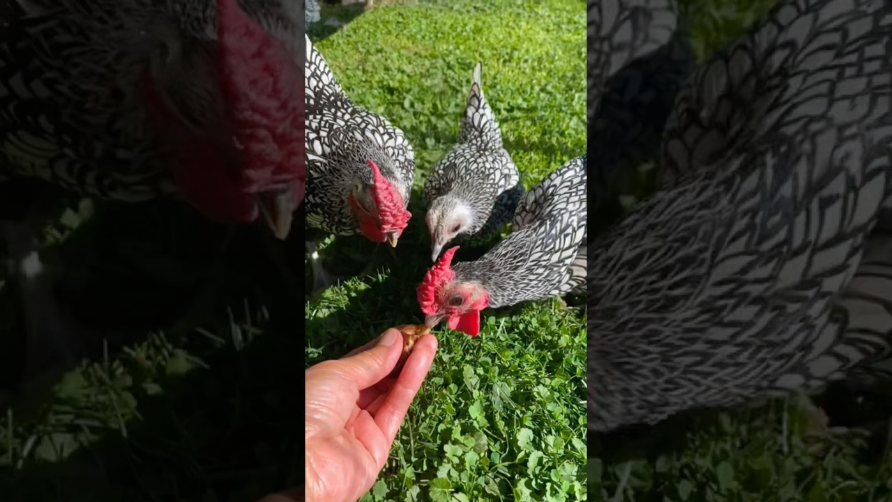 Tiny Chickens&rsquo; Big Joy