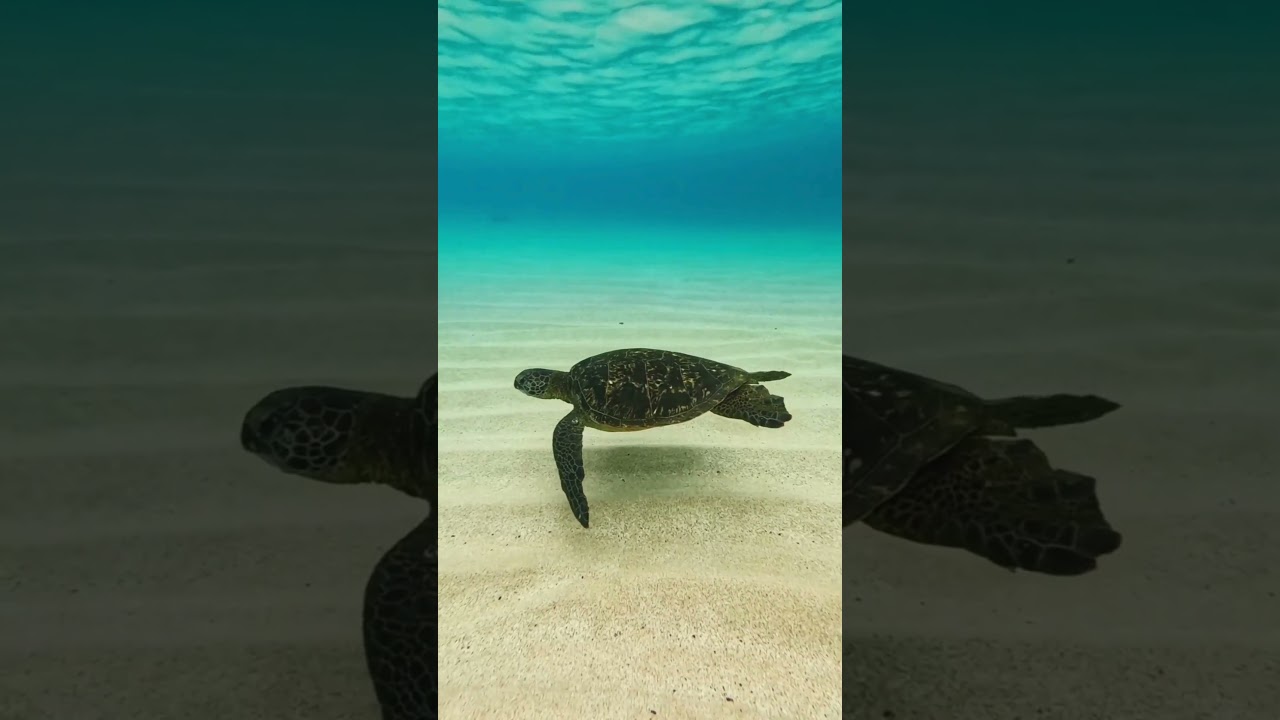 🌍 It’s World Turtle Day!