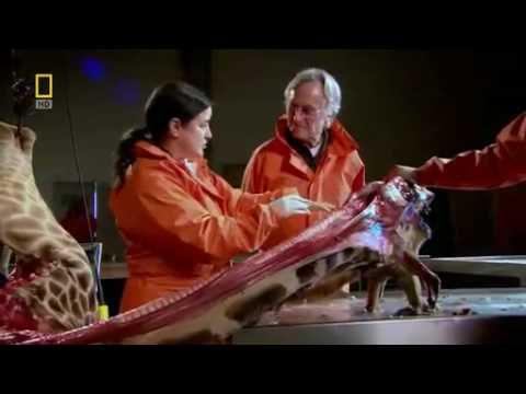 Richard Dawkins demonstrates laryngeal nerve of the giraffe