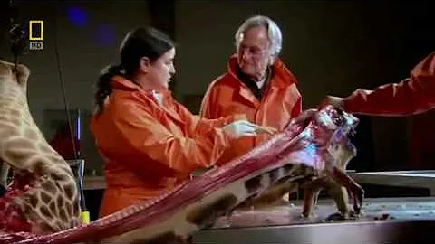 Richard Dawkins demonstrates laryngeal nerve of the giraffe - DayDayNews