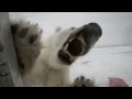 Incredible footage of cameraman and hungry polar bear
