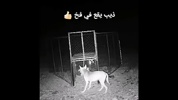 ذيب يقع في فخ 