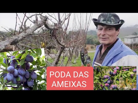 Vídeo: Como Podar Uma Ameixa