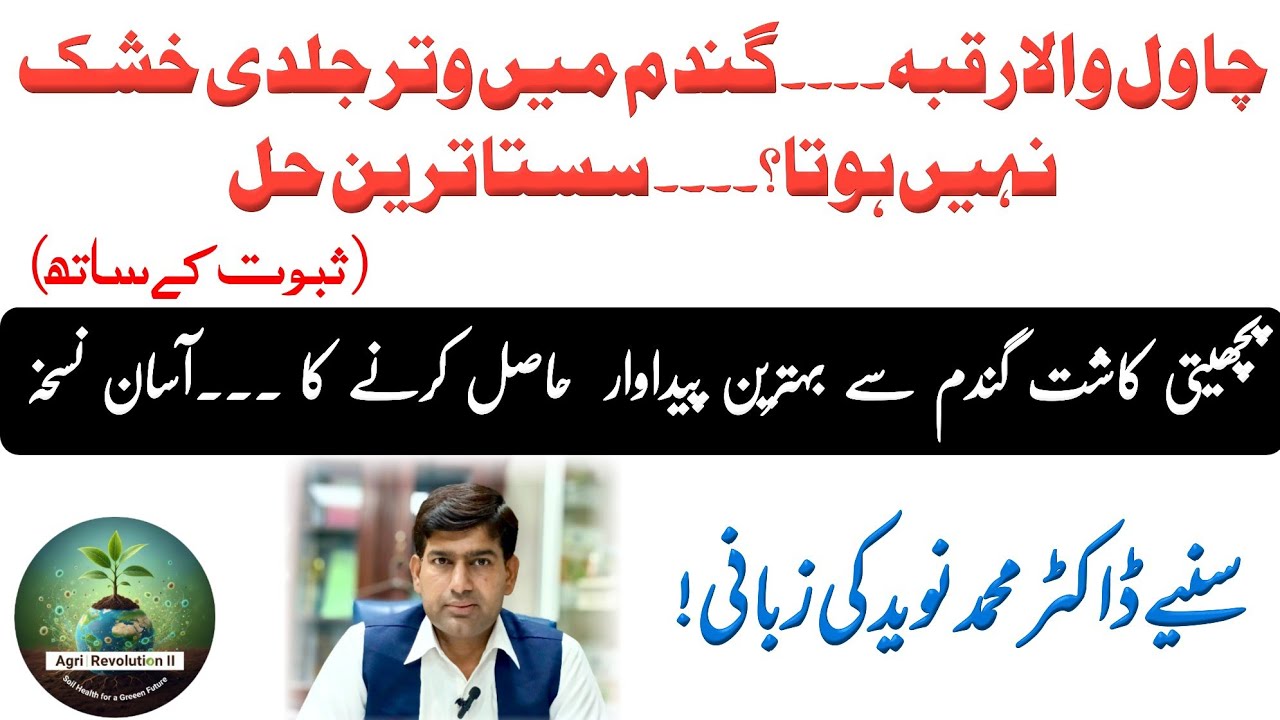 پچھیتی کاشت گندم کی پیداوار بڑھانے کا آسان اور سستا ترین حل۔ سنیے ڈاکٹر محمد نوید کی زبانی