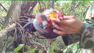 dib qaib qus tuaj zoo heev 04/03/2021