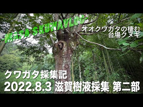 クワガタ採集記】2022.8.3 滋賀樹液採集 第二部 masa'skuwavlog - YouTube