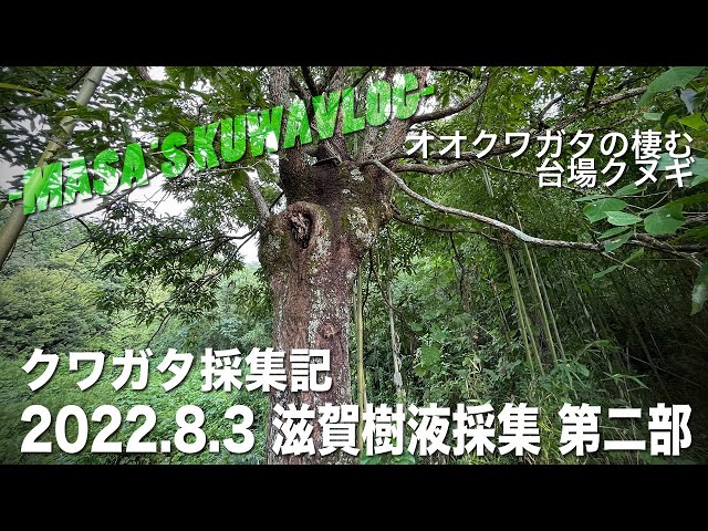 クワガタ採集記】2022.8.3 滋賀樹液採集 第二部 masa'skuwavlog - YouTube