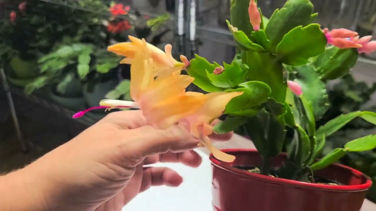 Thanksgiving Cactus update on newest addition
