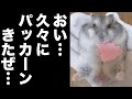 あまりの旨さにパッカーンしてしまうぷりぷりハムスター#Shorts