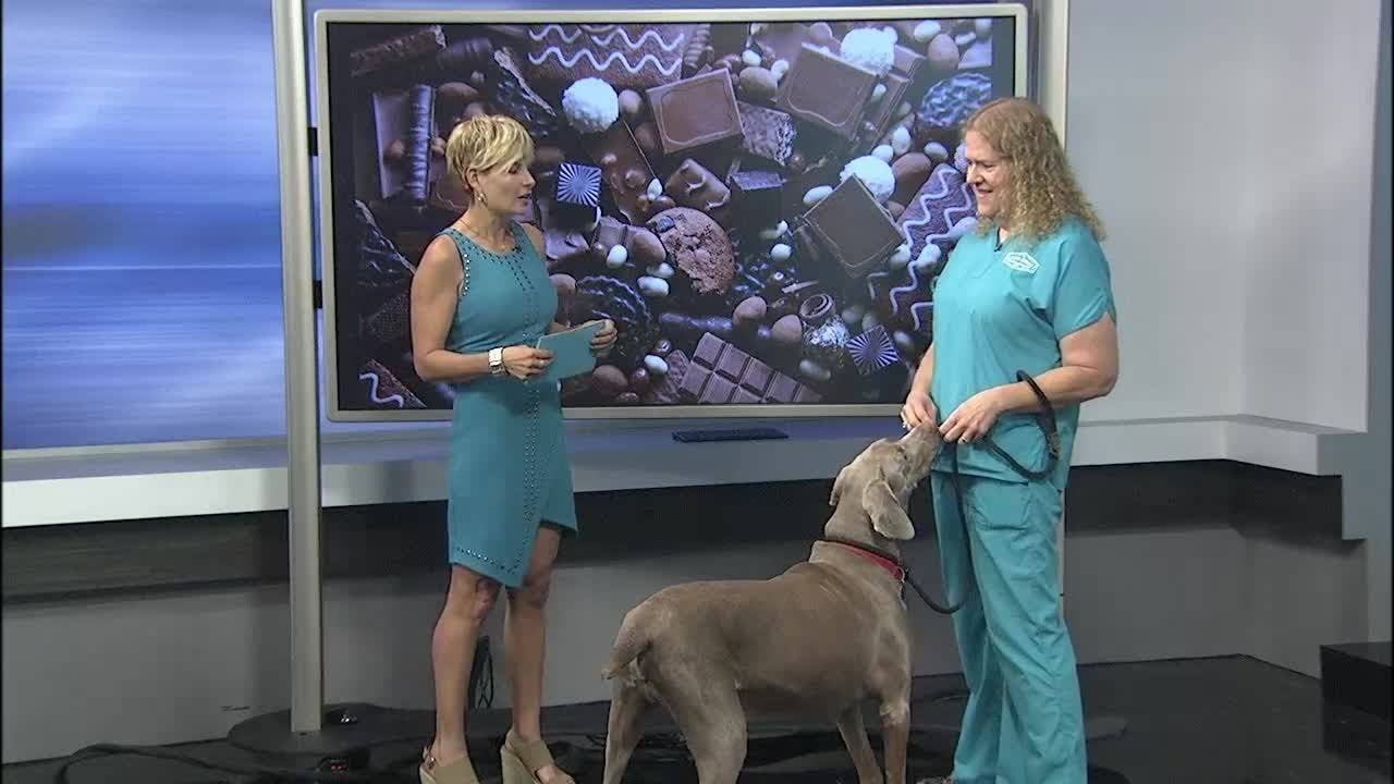 Riv-fur City Pets with Sixth Street Vet: Foods You Should Never Give Your Pets