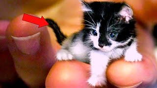 15 Самых Маленьких Пород Кошек На Планете