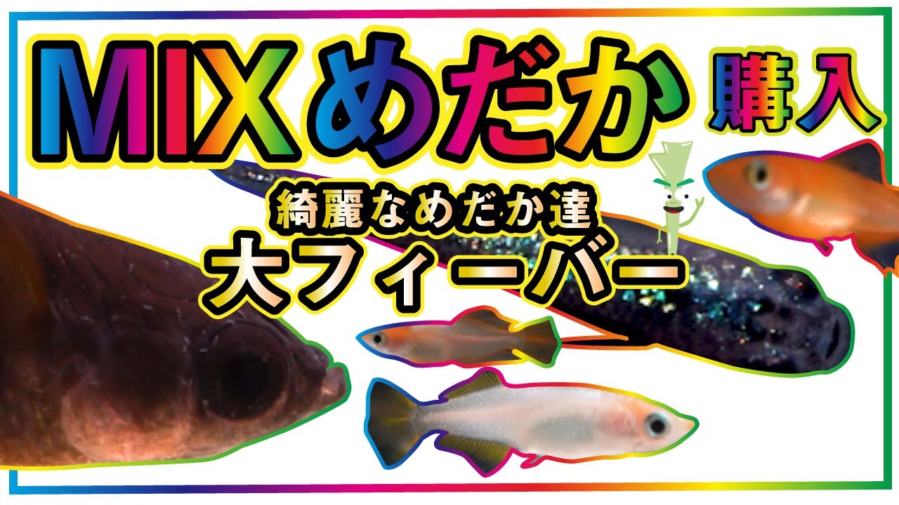大量のミックスメダカが送られてきたので、どんな種類のメダカが入っ