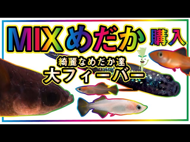 掲載中のメダカのミックスメダカを今回は特別な高級魚の選別後で、ドーンと30匹、5000円でお譲りします。 楽天市場】【20匹～10匹】メダカ 超高級ミックスメダカ【送料無料】S