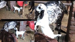 Goat baby. Welcome to second vlog. Please subscribe my new channel for more updates